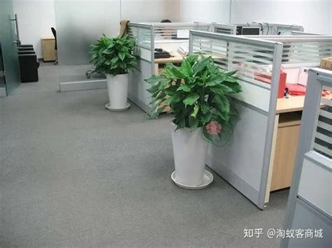 办公室放什么植物好